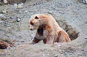 Spectacular grizzly bears resting in holes of soil dug by them in zoo in Alaska, USA, United States of America