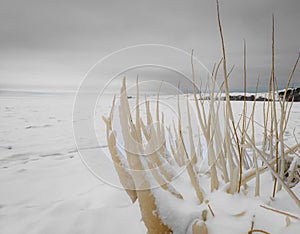 Spectacular ice formations on a plants and bushed cold and windy day