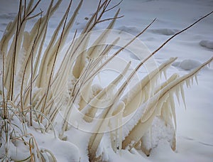 Spectacular ice formations on a plants and bushed cold and windy day