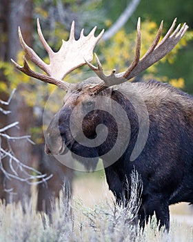 Spectacular Image of Bull Moose