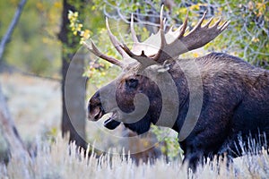 Spectacular Image of Bull Moose