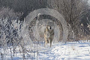 Spectacular Image of wolf in timber trees