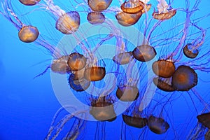 Spectacular jellyfish