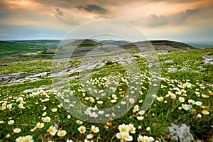 Spectacular landscape in the Burren region of County Clare, Ireland. photo