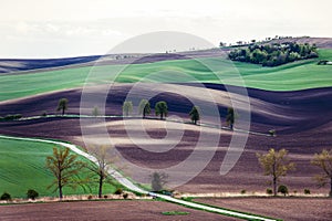 Spectacular landscape with different color wavy textured rural blooming fields