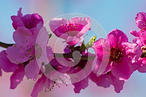 Peach tree flower with blue background in the town of Aitona, Catalonia, Spain photo