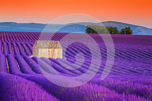 Spectacular lavender fields in Provence, Valensole, France, Europe