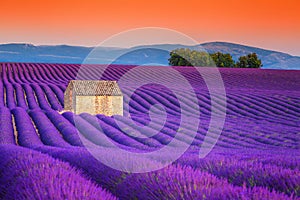 Spectacular lavender fields in Provence, Valensole, France, Europe photo