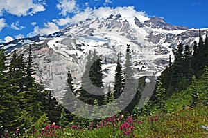 Spectacular Mt. Rainier with wildflowers photo