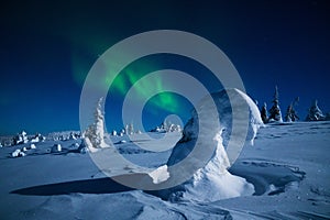 Spectacular Northern lights, Aurora borealis display during a cold winter night in Riisitunturi National Park, Lapland.