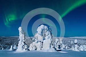 Spectacular Northern lights, Aurora borealis display during a cold winter night in Riisitunturi National Park, Lapland.