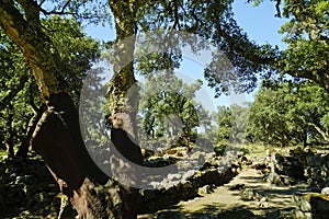 The spectacular Nuragic Complex of Romanzesu immersed in cork woods. Province of Nuoro, Sardinia. Italy