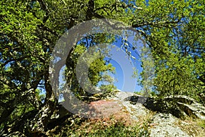 The spectacular Nuragic Complex of Romanzesu immersed in cork woods. Province of Nuoro, Sardinia. Italy