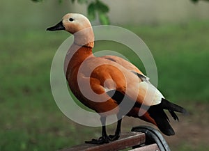 spectacular orange duck (Tadorna ferruginea)
