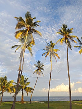 Spectacular palm trees on Caribbean sea coast under tropical blue sky at sunset. Tropical landscape of the French Antilles