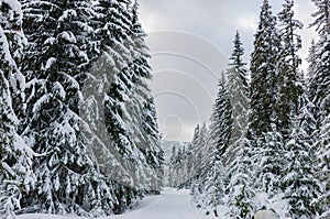 Spectacular panorama is opened on mountains, trees covered with white snow, lawn and blue sky with clouds.