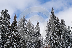 Spectacular panorama is opened on mountains, trees covered with white snow, lawn and blue sky with clouds.