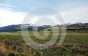 Spectacular panoramic views at Larmar Valley in Yellowstone National Park. Watch wildlife, Bison Buffalo, wolf, pronghorn.