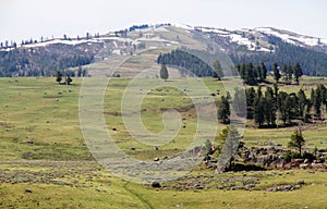 Spectacular panoramic views at Larmar Valley in Yellowstone National Park. Watch wildlife, Bison Buffalo, wolf, pronghorn.