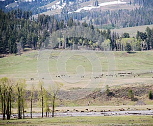 Spectacular panoramic views at Larmar Valley in Yellowstone National Park. Watch wildlife, Bison Buffalo, wolf, pronghorn.