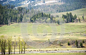 Spectacular panoramic views at Larmar Valley in Yellowstone National Park. Watch wildlife, Bison Buffalo, wolf, pronghorn.