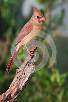 Spectacular photograph of female cardinal