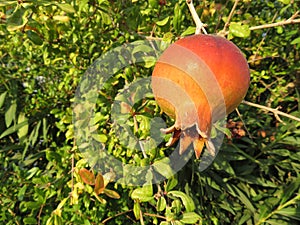 Spectacular photograph of a pomegranate fruit of great taste photo