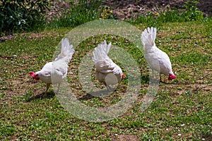 Spectacular photos of chickens in nature