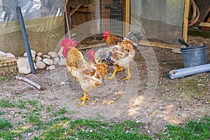 Spectacular photos of chickens in nature