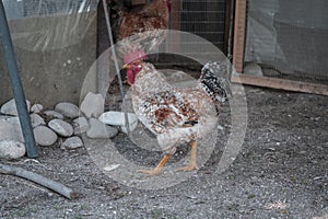 Spectacular photos of chickens in nature