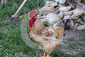 Spectacular photos of chickens in nature