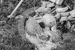 Spectacular photos of chickens in nature