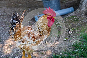 Spectacular photos of chickens in nature