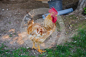 Spectacular photos of chickens in nature