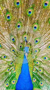 Spectacular portrait of a peacock facing front. photo