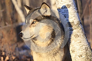 Extravagante retrato madera Lobo 