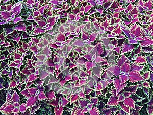 Spectacular purple coleus plants