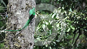 Spectacular quetzal bird reaching nest in slow-mo