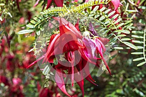 Spectacular red claw-like flowers of Clianthus Puniceus or glory pea. photo