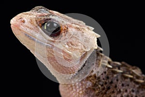 Red-eyed crocodile skink Tribolonotus gracilis photo
