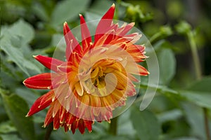 Spectacular red and yellow Dahlia