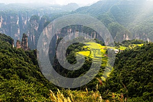 Spectacular rice field terraces in front of Laowuchang village, in Yuanjiajie area of Wulingyuan National Park, Zhangjiajie, China