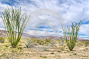 Spectacular Rock Formations at Joshua Tree