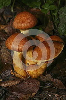 Spectacular Rustgill, Gymnopilus junonius a common tree rotting mushrooms photo