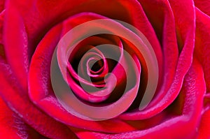 Spectacular Scarlet Rose close-up. Soft focus, shallow depth of field