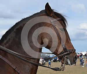 Caballo espaÃÂ±ol