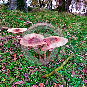 Spectacular specimen of macro lepiota in the month of October