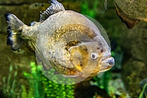 A spectacular specimen of the red-bellied piranha, this is one of the most famous fish due to its dangerousness. photo