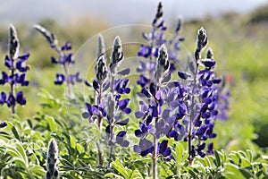 Spectacular spring bloom of Lupinus pilosus aka Blue Lupine, an endemic plant in Israel, Judean mountains, Mediterranean