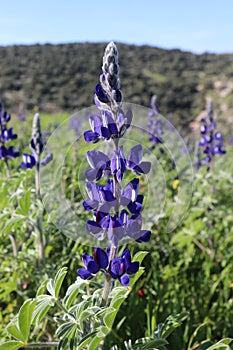 Spectacular spring bloom of Lupinus pilosus aka Blue Lupine, an endemic plant in Israel, Judean mountains, Mediterranean